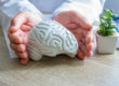 A doctor holding a model of the human brain on his desk.